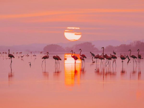 Flamencos Santa Pola - Salinas